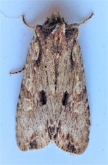 Lithophane hemina