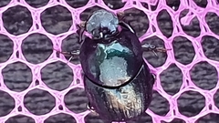 Onthophagus variolosus