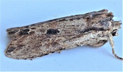 Lithophane hemina