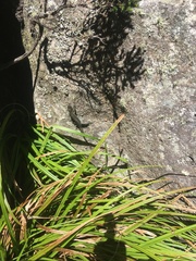 Tropidosaura gularis