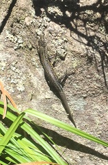 Tropidosaura gularis