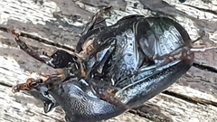 Onthophagus variolosus