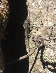 Tropidosaura gularis