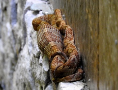 Trimorphodon paucimaculatus