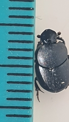 Onthophagus variolosus