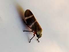 Aeneolamia albofasciata