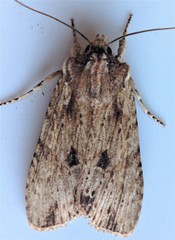 Lithophane hemina