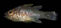 Weed Cardinalfish photo 5