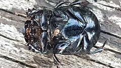 Onthophagus variolosus