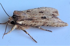 Lithophane hemina