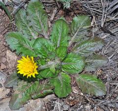 Taraxacum obovatum
