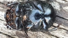 Onthophagus variolosus