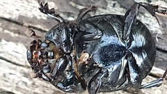 Onthophagus variolosus