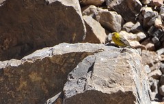 Sicalis auriventris