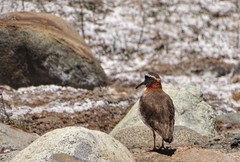 Phegornis mitchellii