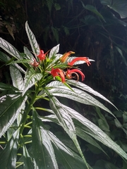 Lobelia persicifolia