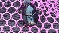 Onthophagus variolosus
