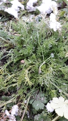 Matricaria discoidea