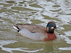 Anas crecca × platyrhynchos