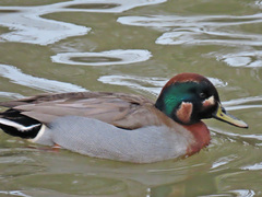 Anas crecca × platyrhynchos