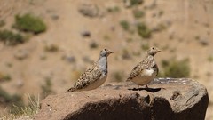 Thinocorus orbignyianus