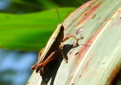 Dichromorpha prominula