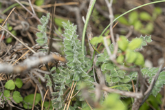 Astragalus austroaegaeus