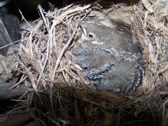 Motacilla alba