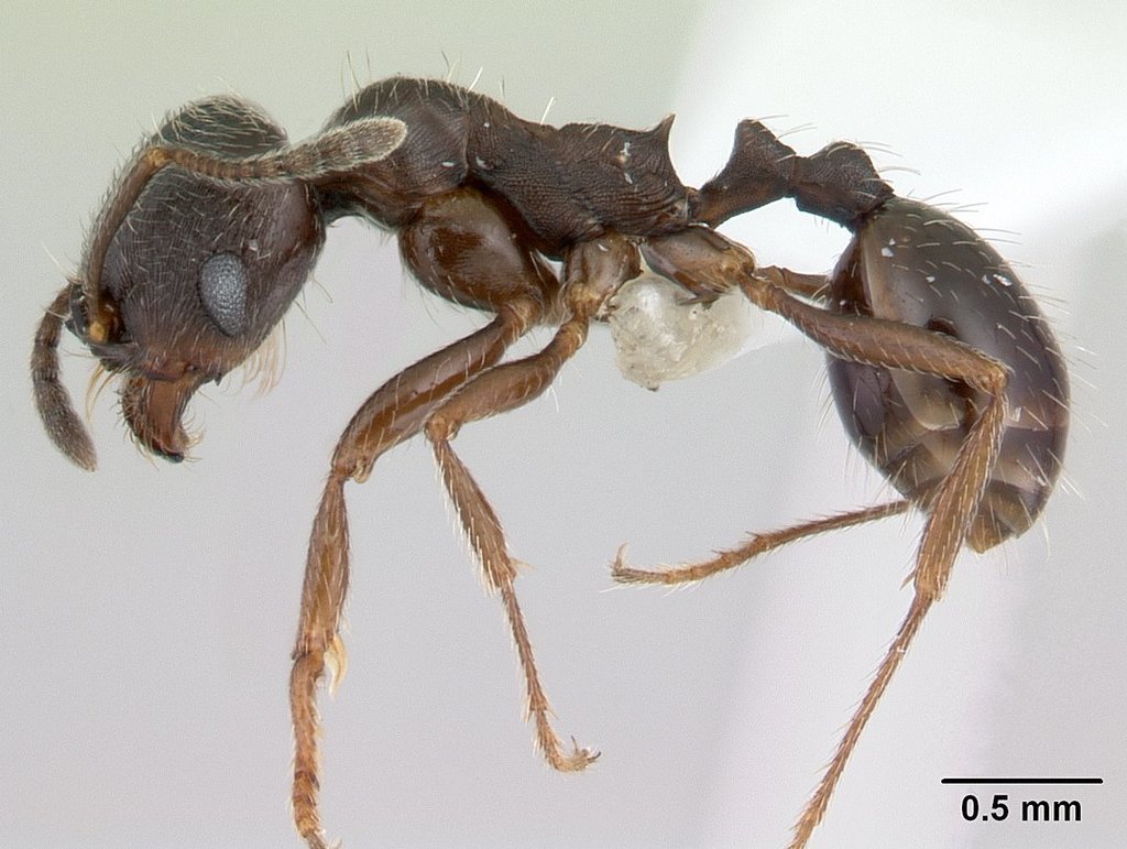 Goniomma hispanicum