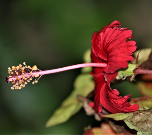 Red Hibiscus