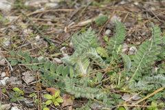 Astragalus austroaegaeus