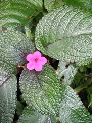 Chrysothemis melittifolia