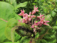 Asclepias speciosa × syriaca
