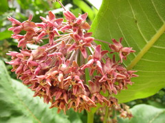 Asclepias speciosa × syriaca