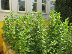 Asclepias speciosa × syriaca