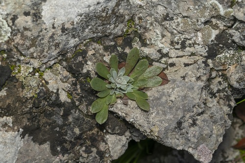 Image of Saw-Leaved Liveforever (Rosularia serrata) by (c) Eleftherios Katsillis, some rights reserved (CC BY)