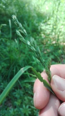 Dactylis glomerata lobata