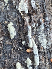 Botryobasidium conspersum