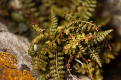 Asplenium fontanum fontanum