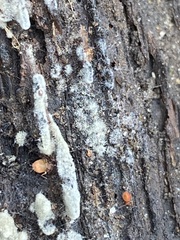 Botryobasidium conspersum