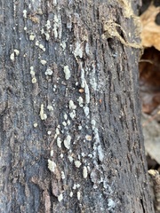 Botryobasidium conspersum