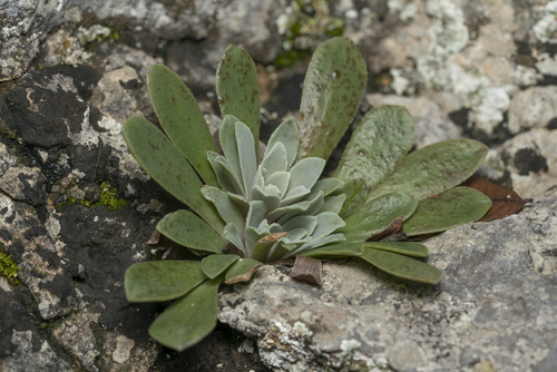 Image of Saw-Leaved Liveforever (Rosularia serrata) by (c) Eleftherios Katsillis, some rights reserved (CC BY)