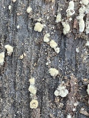 Botryobasidium conspersum