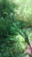 Dactylis glomerata lobata