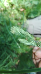 Dactylis glomerata lobata