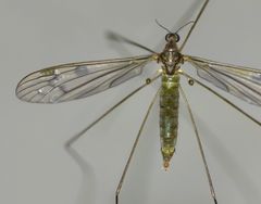 Limonia fasciata
