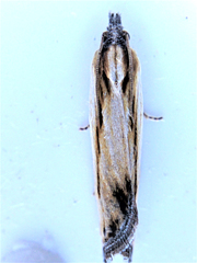 Eucosma radiatana