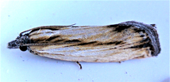Eucosma radiatana