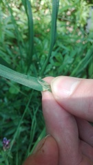 Dactylis glomerata lobata