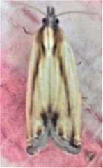 Eucosma radiatana